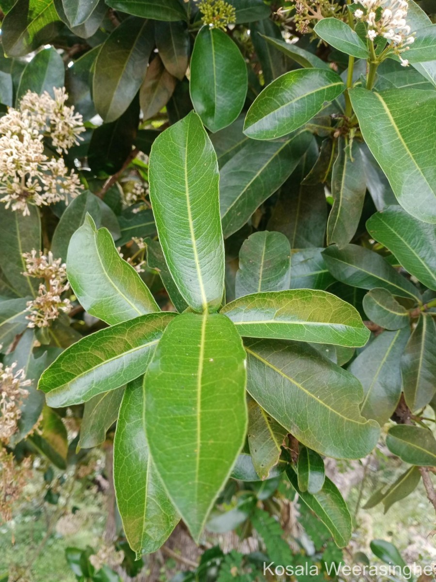 Ixora pavetta Andrews