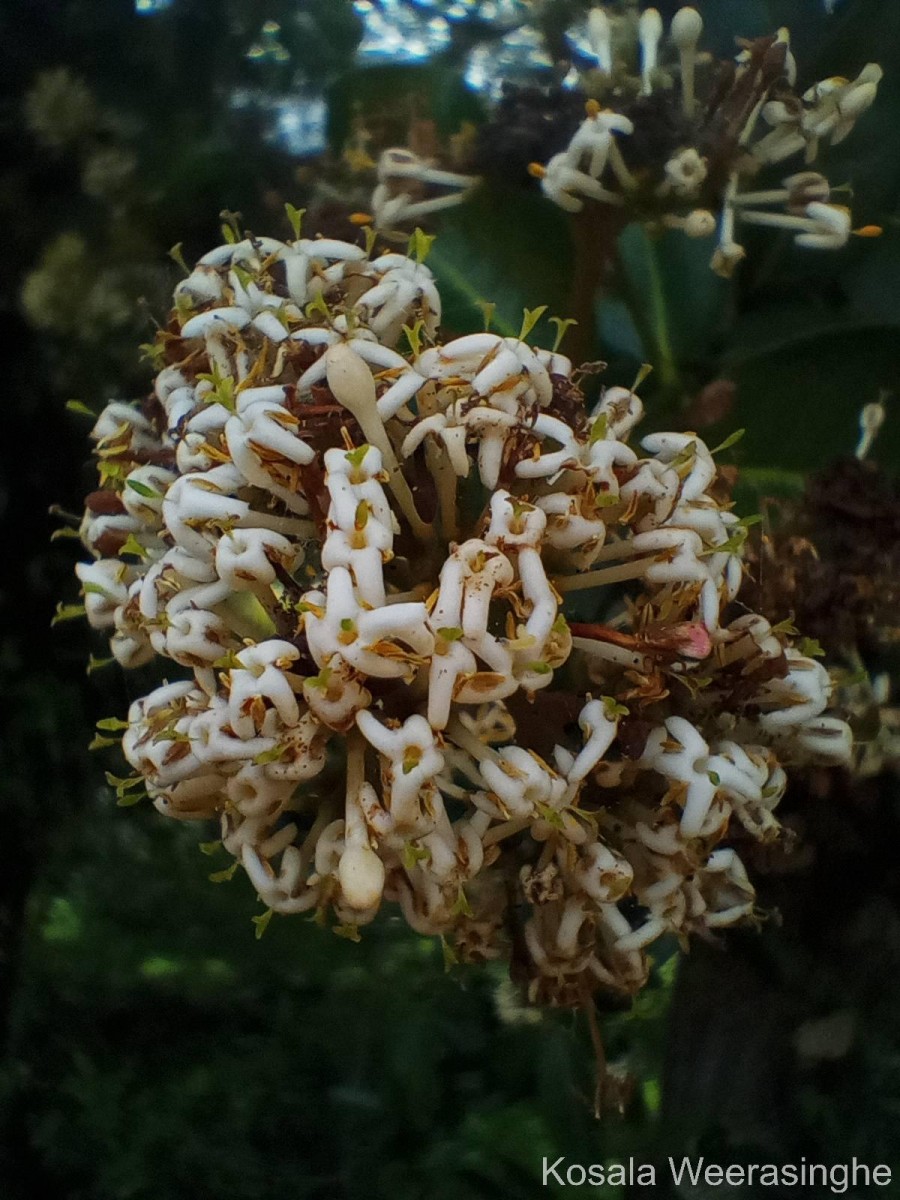 Ixora pavetta Andrews