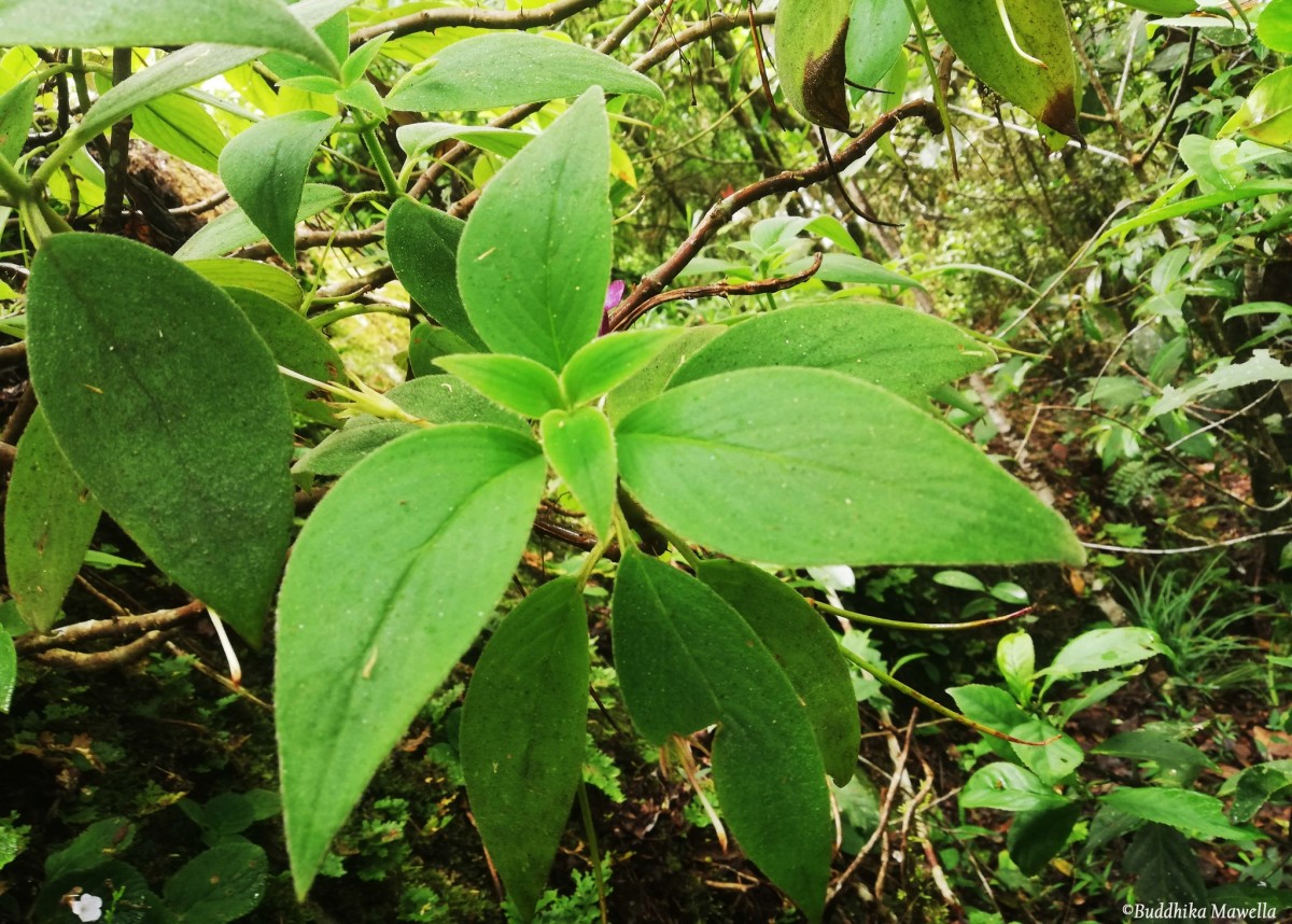Henckelia walkerae (Gardner) D.J.Middleton & Mich.Möller