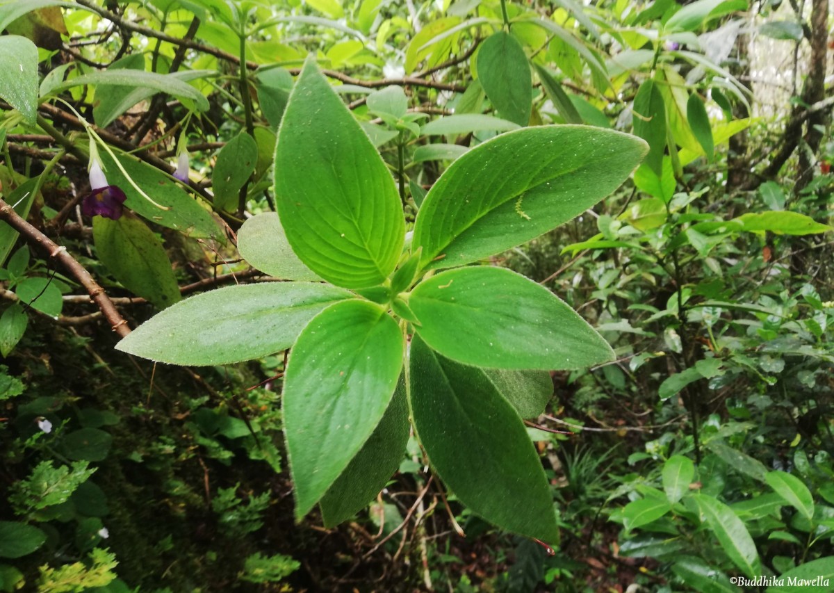 Henckelia walkerae (Gardner) D.J.Middleton & Mich.Möller