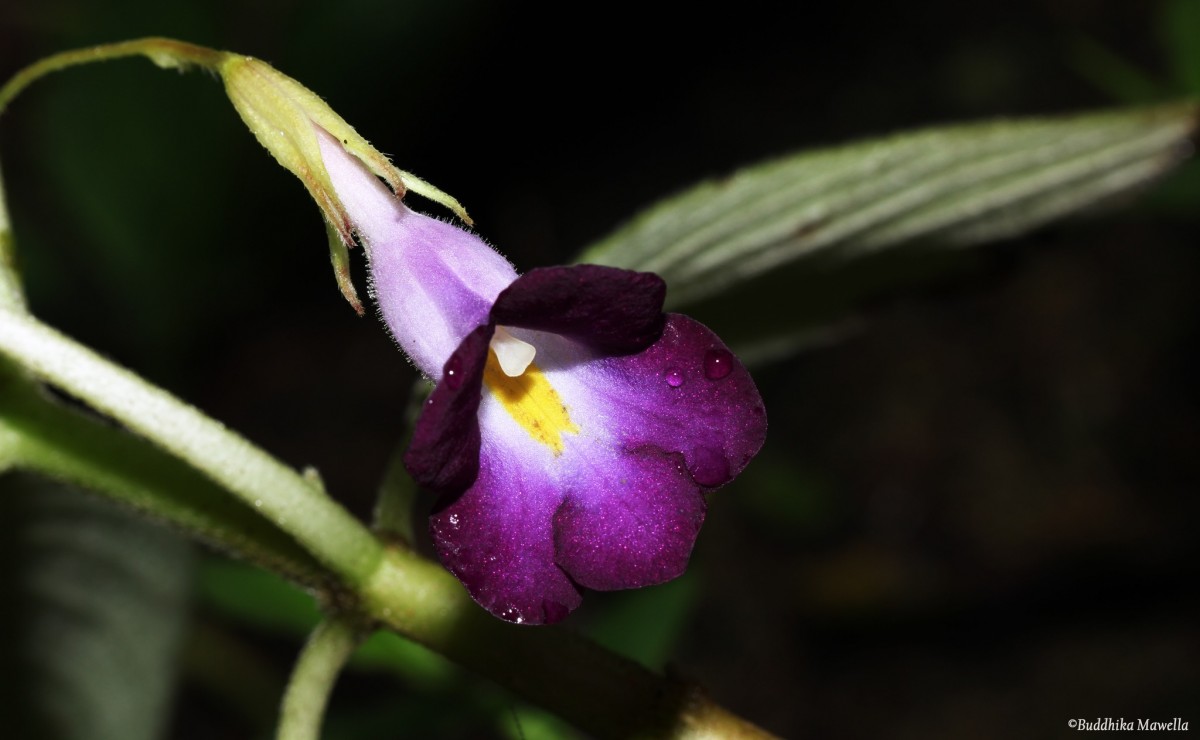 Henckelia walkerae (Gardner) D.J.Middleton & Mich.Möller