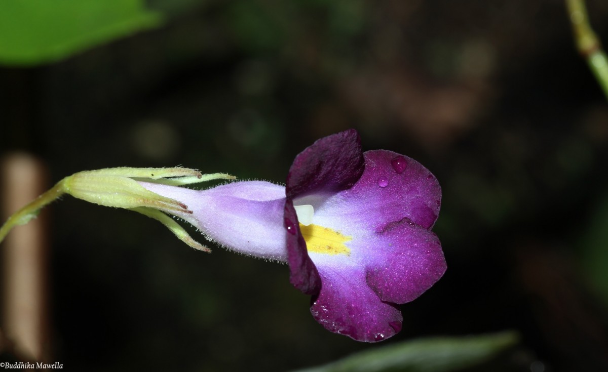 Henckelia walkerae (Gardner) D.J.Middleton & Mich.Möller