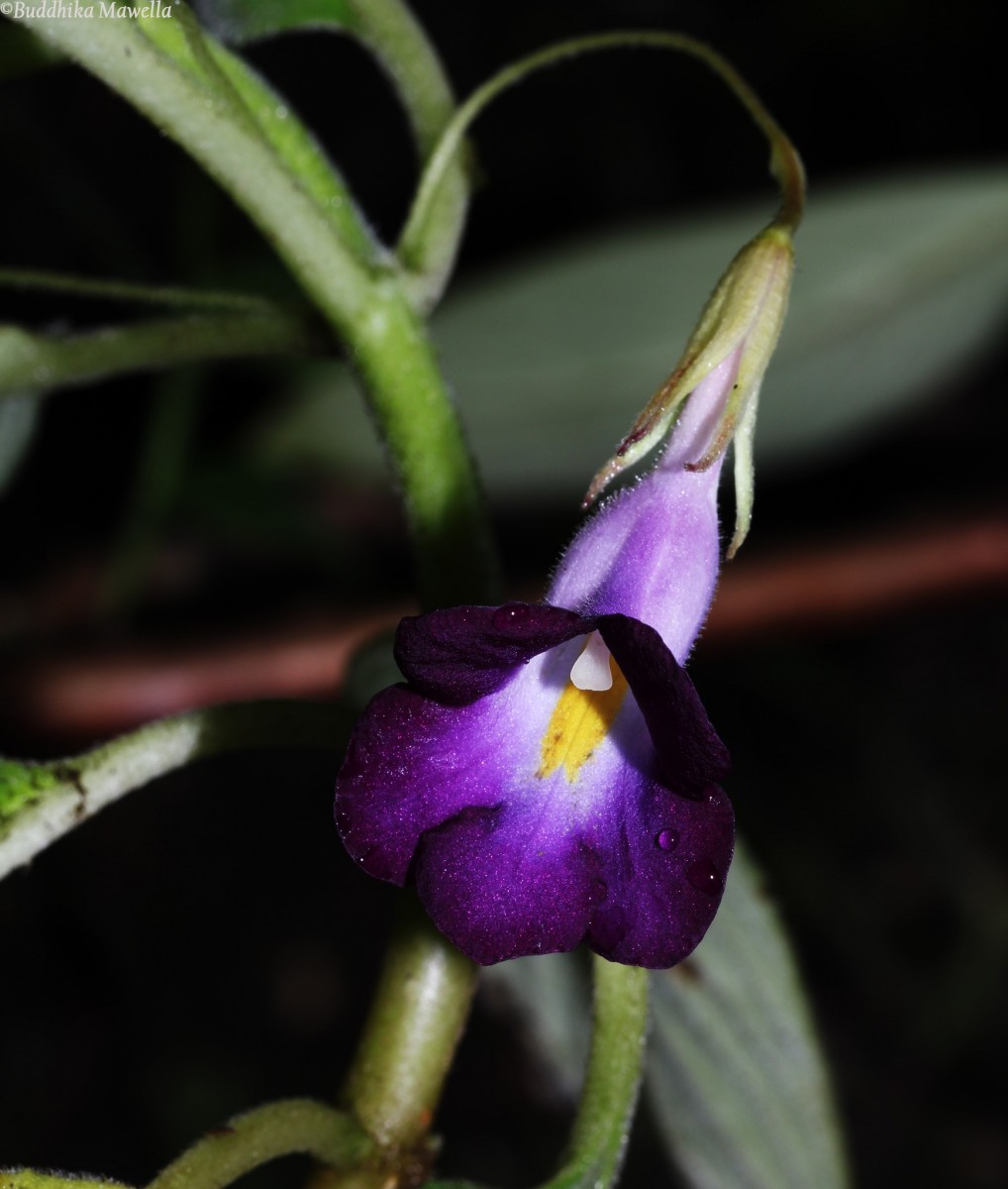 Henckelia walkerae (Gardner) D.J.Middleton & Mich.Möller