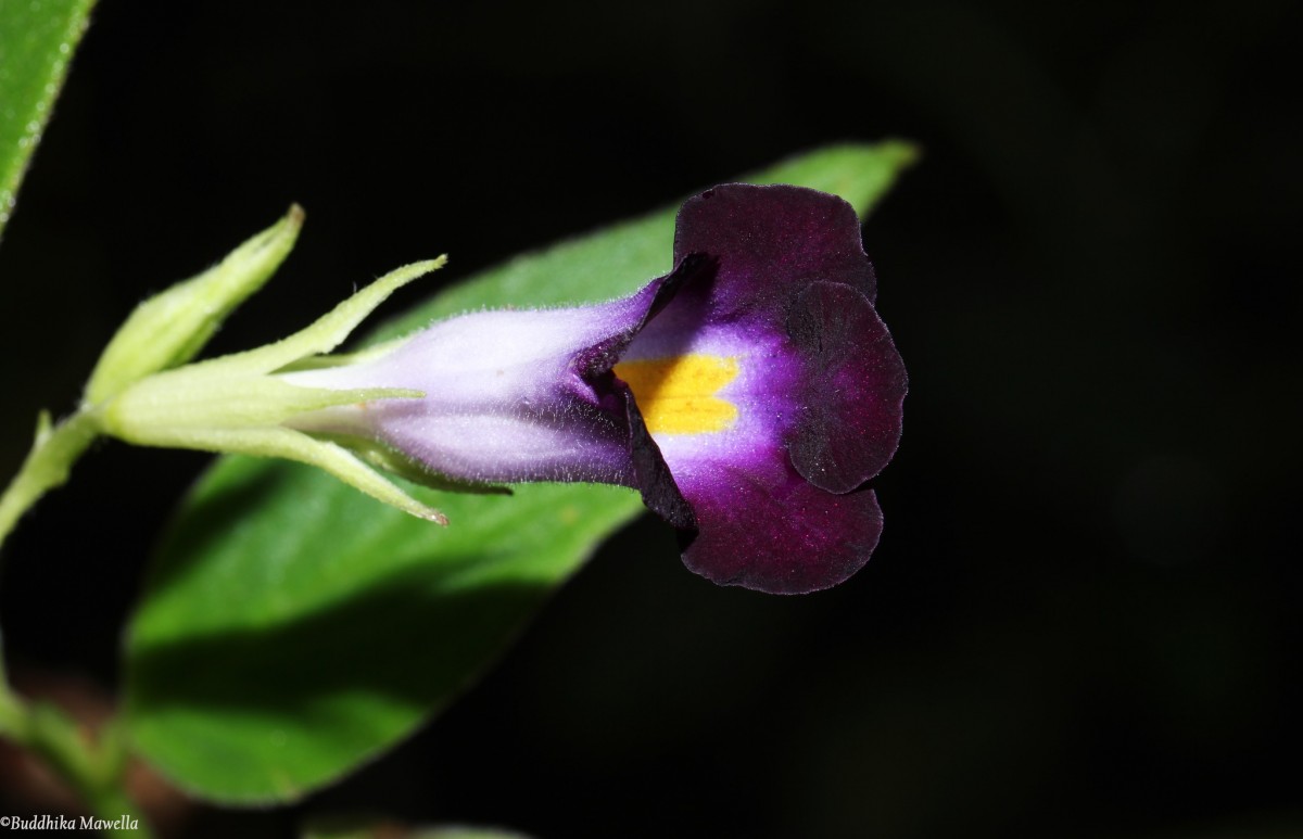Henckelia walkerae (Gardner) D.J.Middleton & Mich.Möller