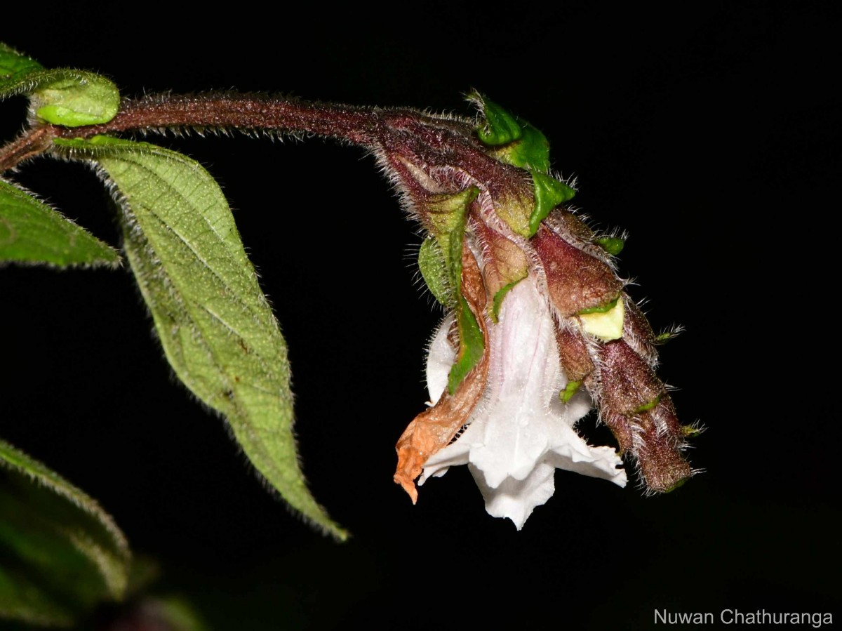 Strobilanthes medahinnensis Nilanthi