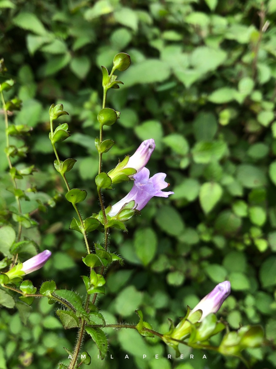 Strobilanthes sexennis var. cordata J.R.I.Wood