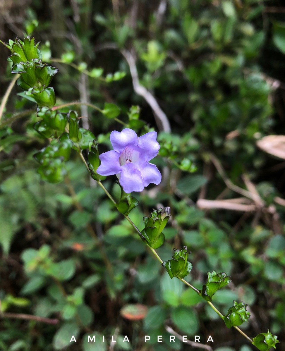 Strobilanthes sexennis var. cordata J.R.I.Wood