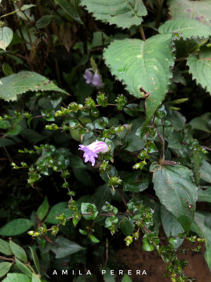 Strobilanthes sexennis var. cordata J.R.I.Wood