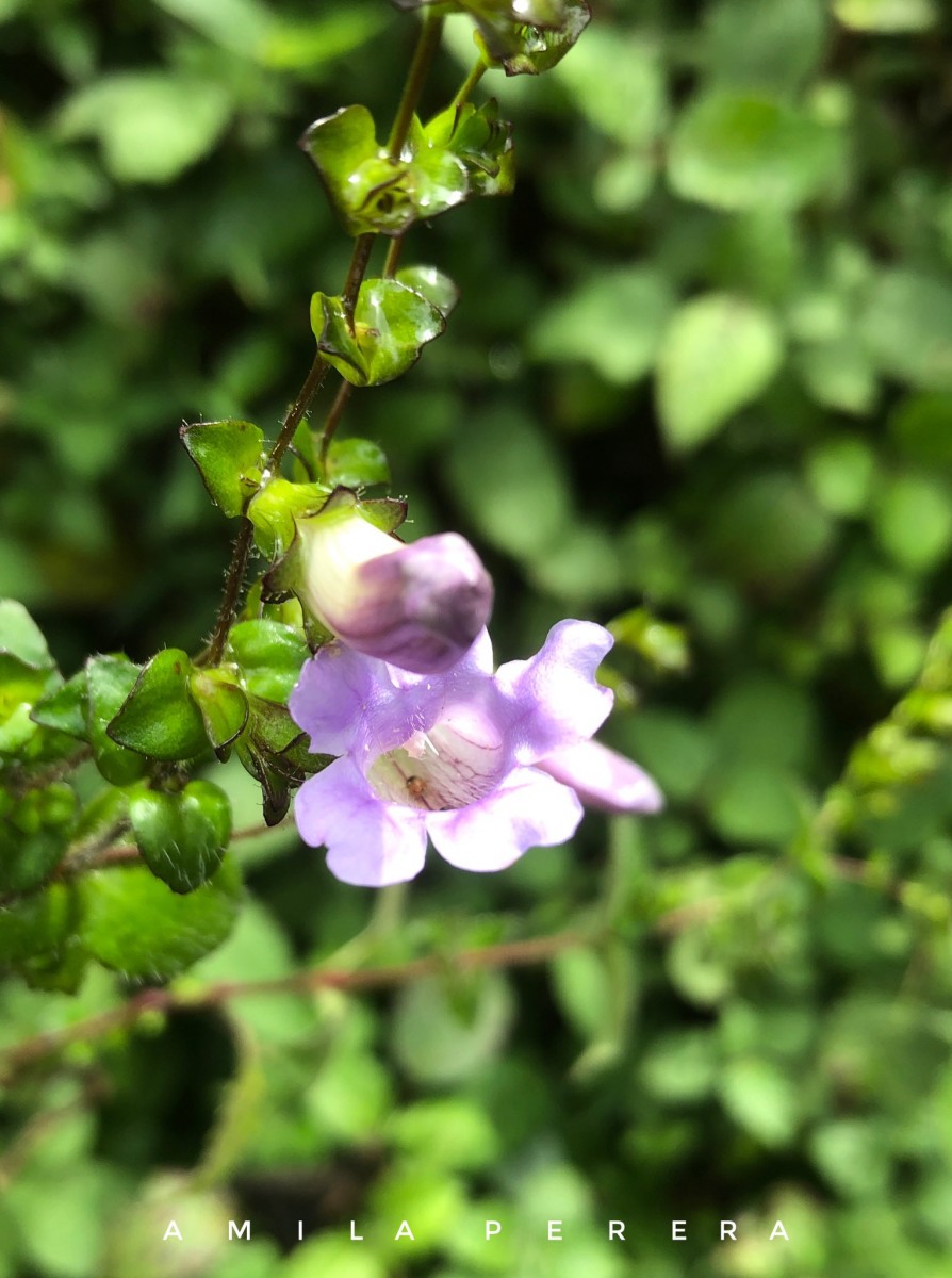 Strobilanthes sexennis var. cordata J.R.I.Wood