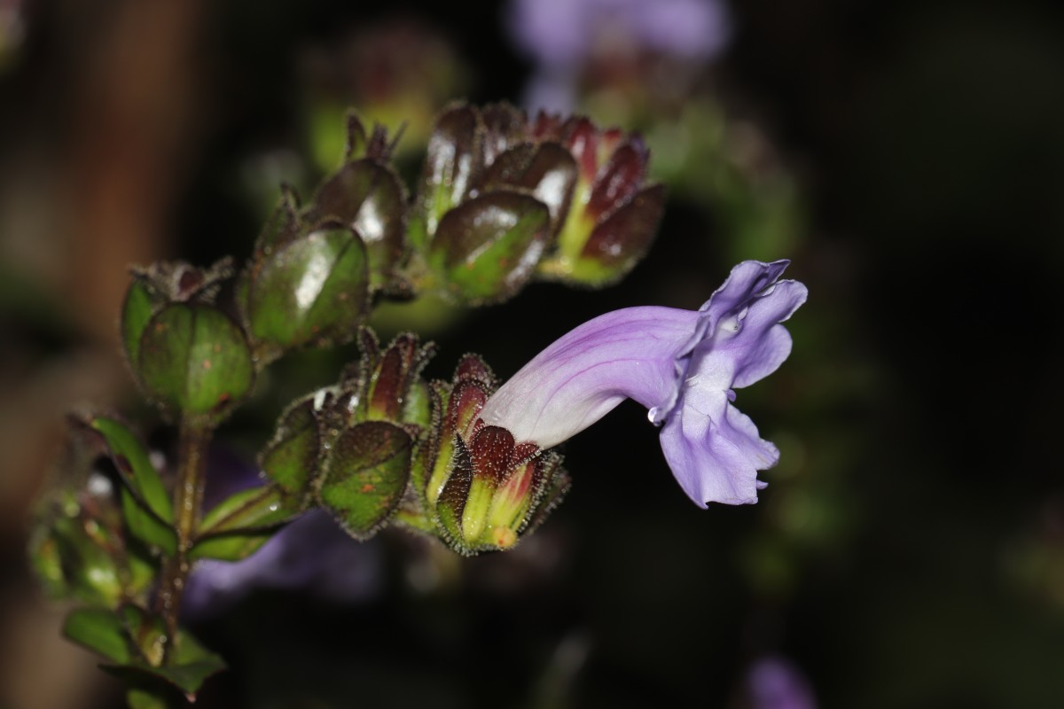 Strobilanthes sexennis var. sexennis Nees