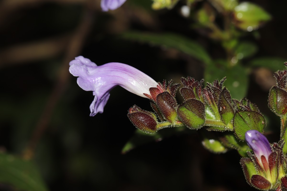 Strobilanthes sexennis var. sexennis Nees