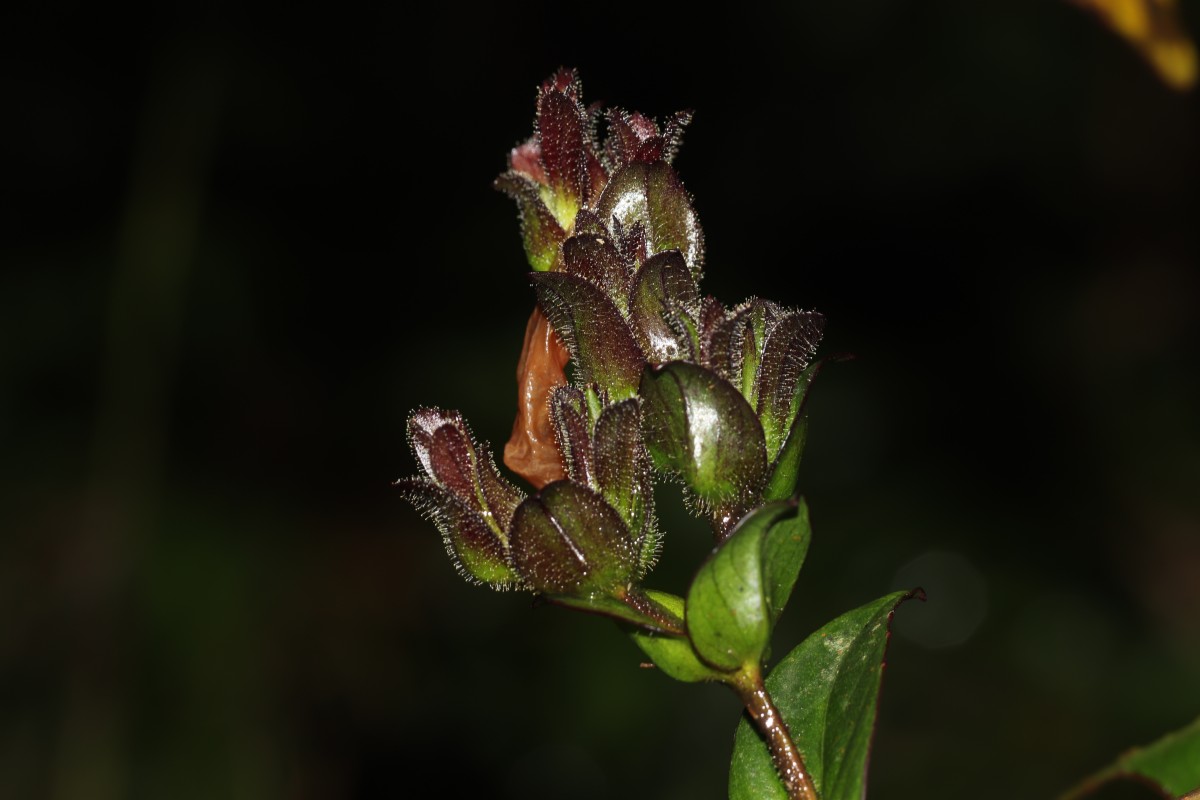Strobilanthes sexennis var. sexennis Nees