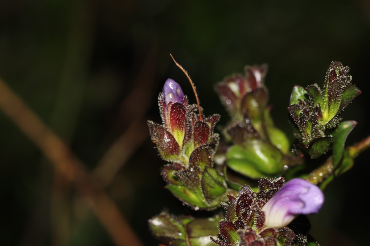 Strobilanthes sexennis var. sexennis Nees