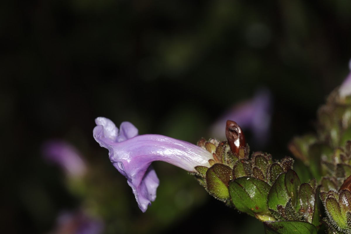 Strobilanthes sexennis var. sexennis Nees