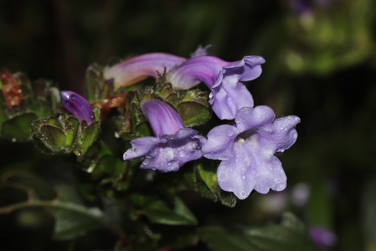 Strobilanthes sexennis var. sexennis Nees