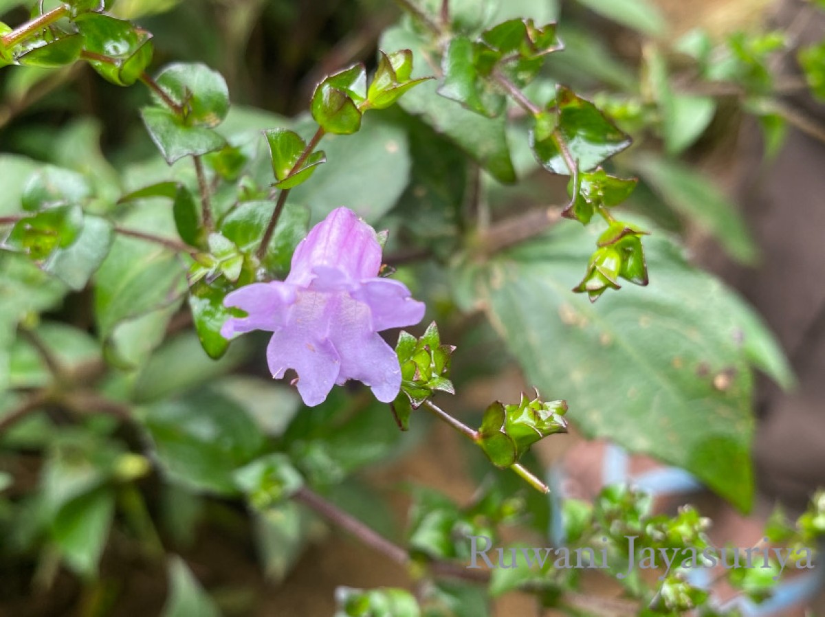 Strobilanthes sexennis var. cordata J.R.I.Wood