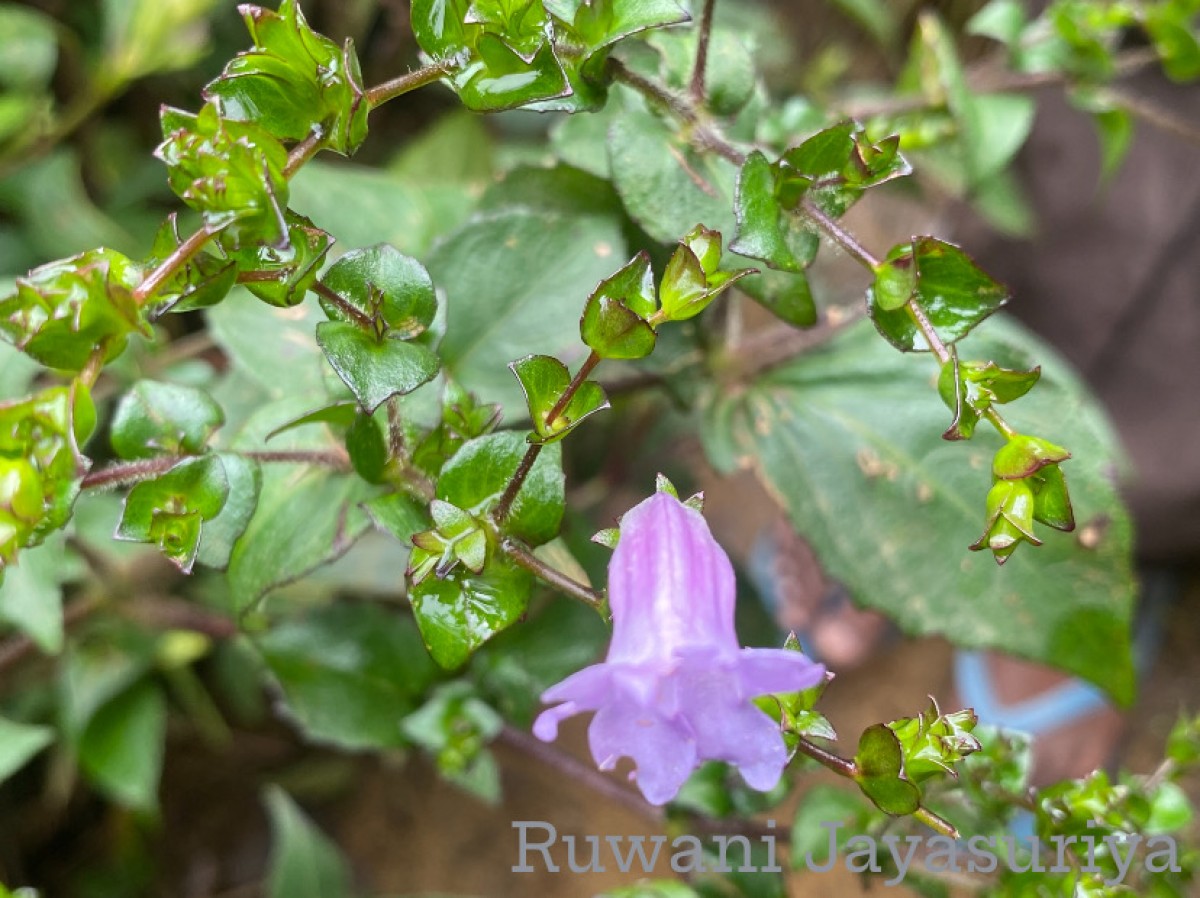 Strobilanthes sexennis var. cordata J.R.I.Wood