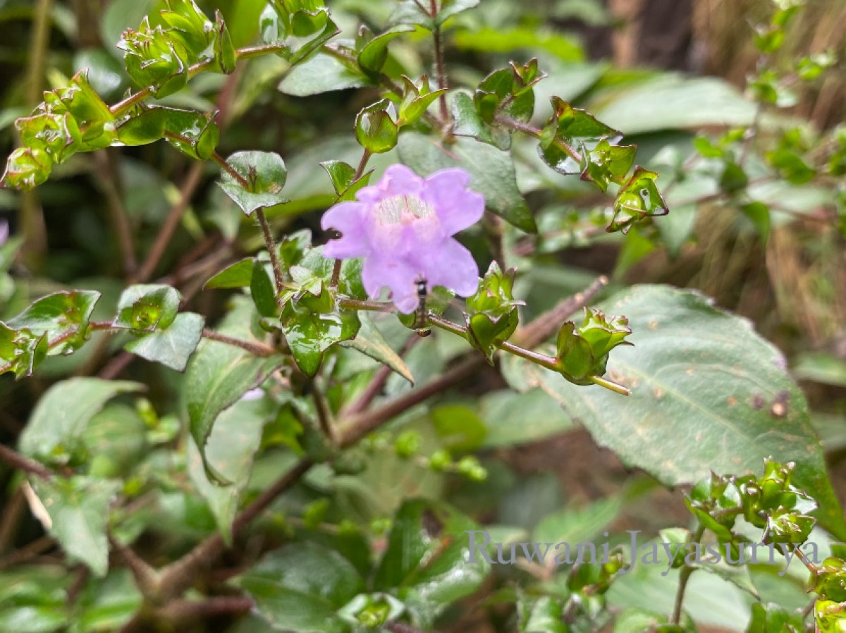 Strobilanthes sexennis var. cordata J.R.I.Wood