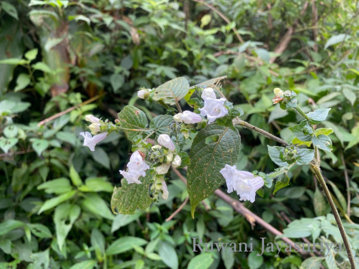 Strobilanthes anceps Nees