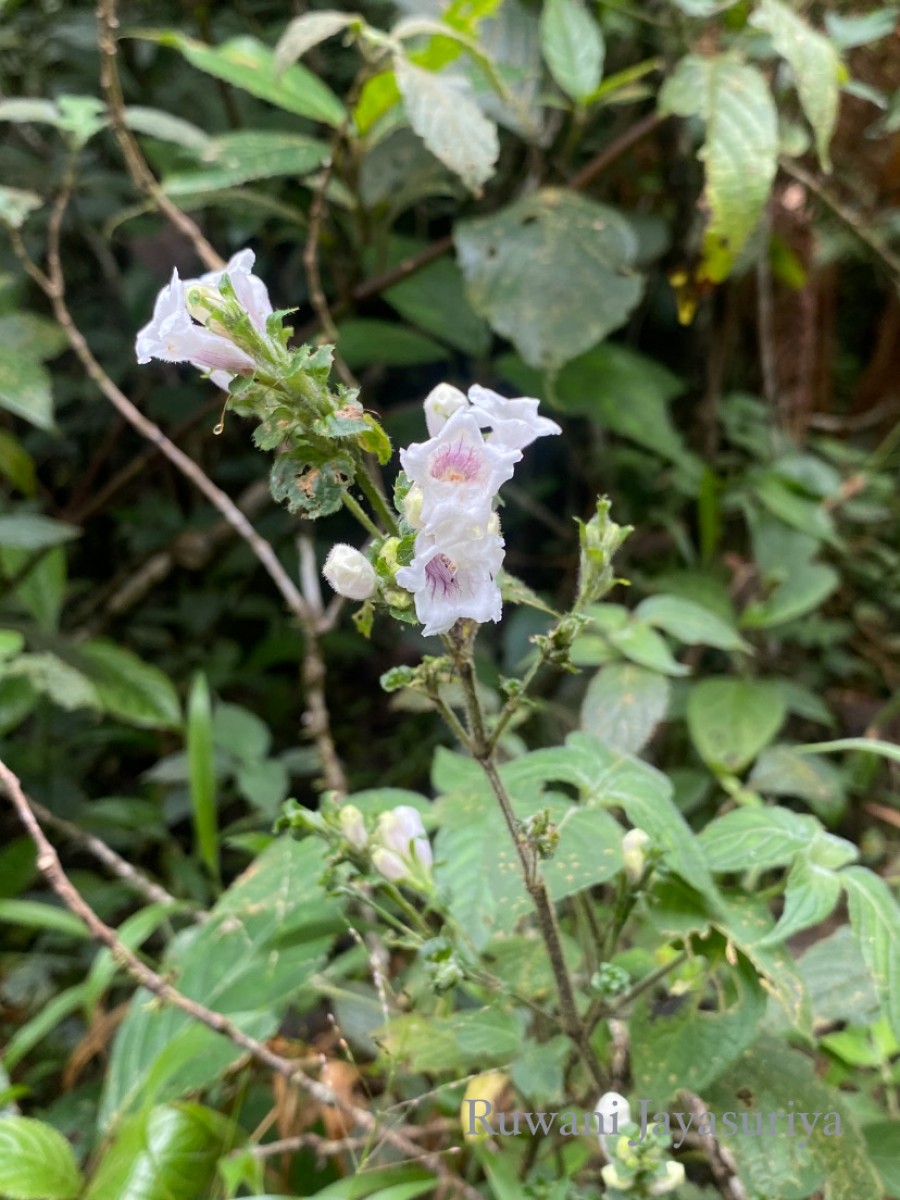 Strobilanthes anceps Nees