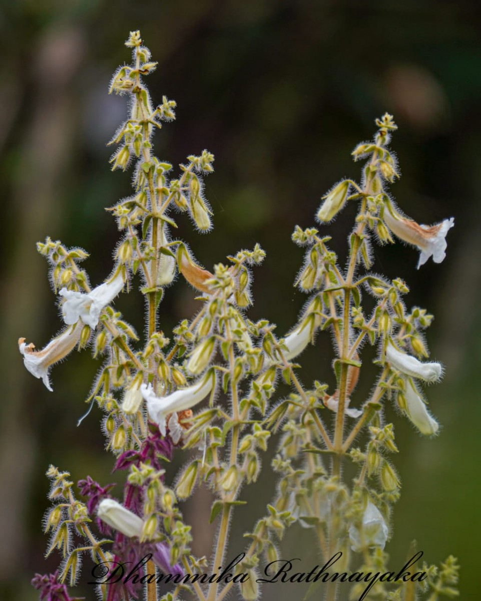 Strobilanthes pulcherrima T.Anderson