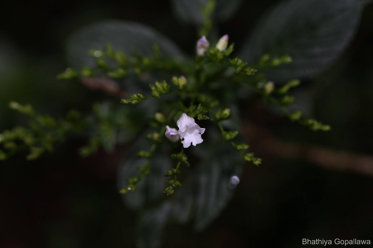 Strobilanthes sexennis var. glaberrima J.R.I.Wood