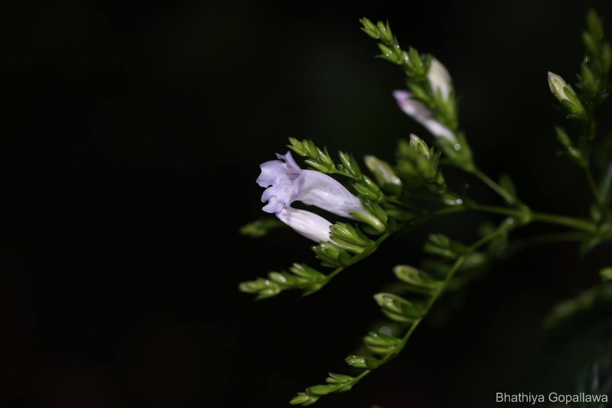 Strobilanthes sexennis var. glaberrima J.R.I.Wood