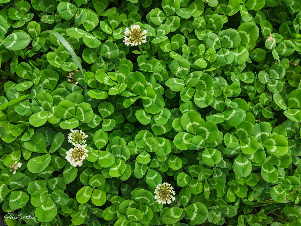 Trifolium repens L.