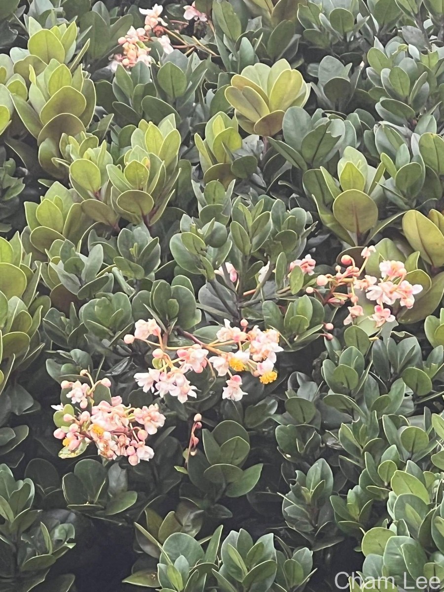 Flora of Sri Lanka