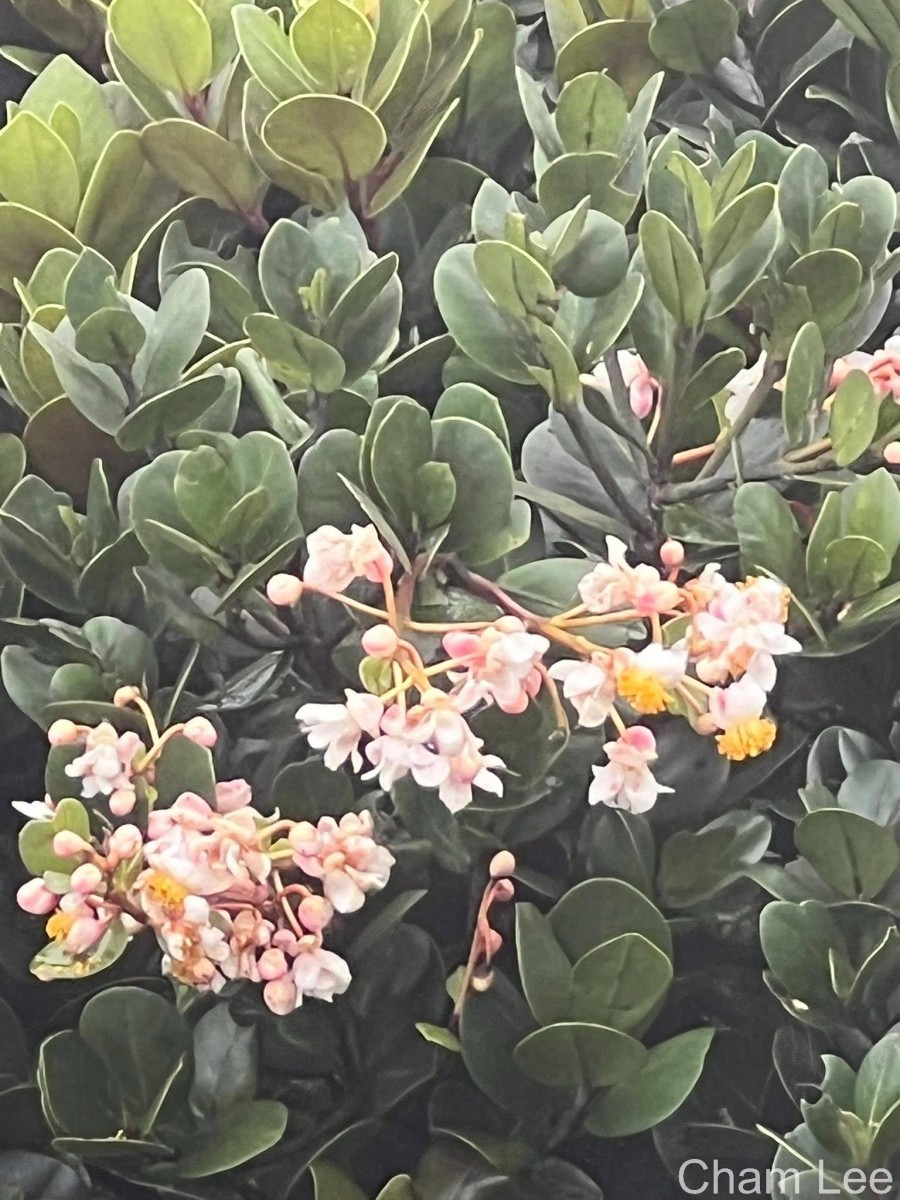 Flora of Sri Lanka