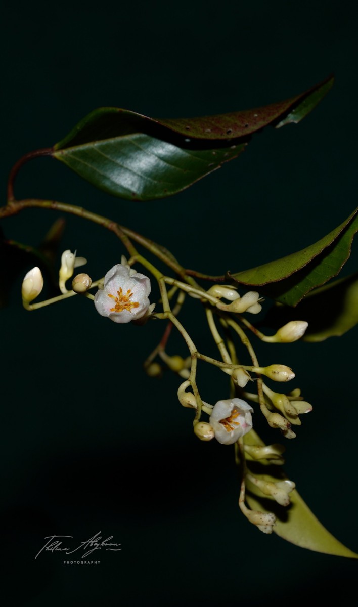 Doona gardneri Thwaites