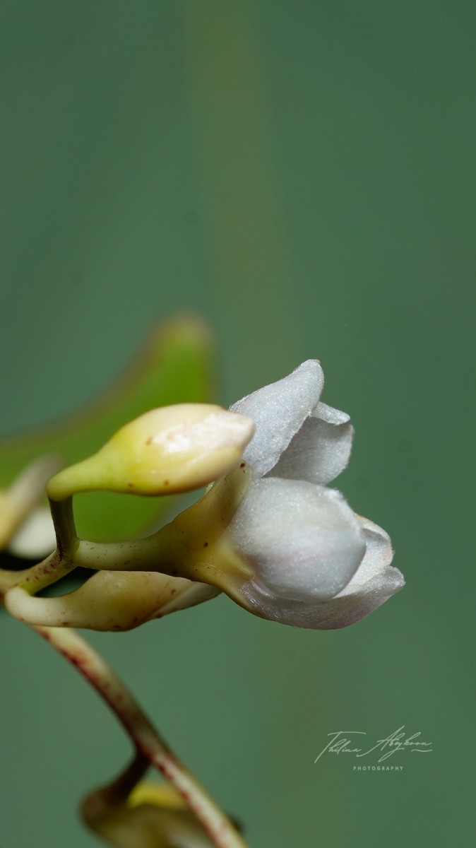 Doona gardneri Thwaites