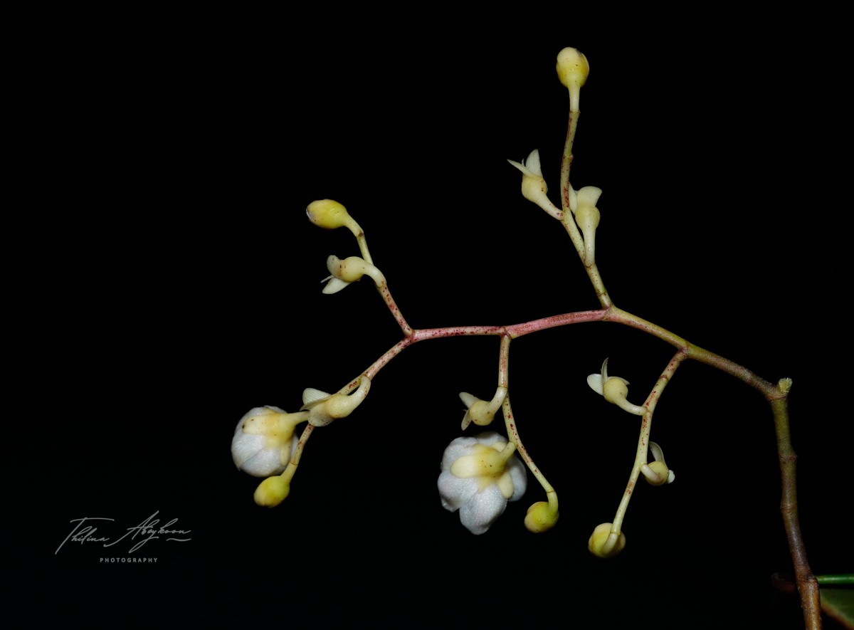 Doona gardneri Thwaites