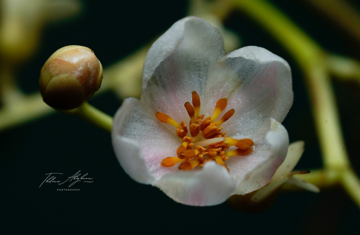 Doona gardneri Thwaites