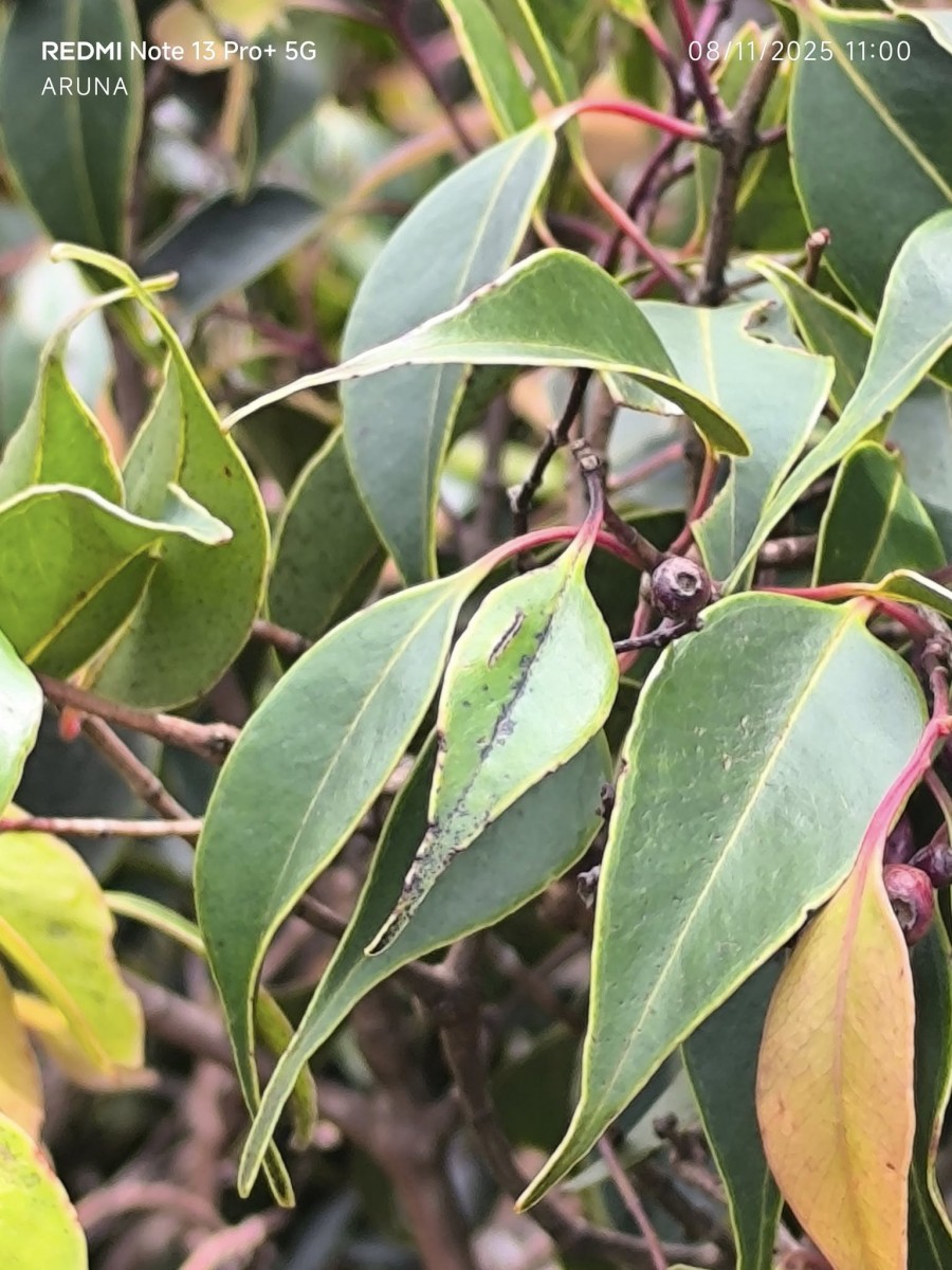 Syzygium micranthum Thwaites