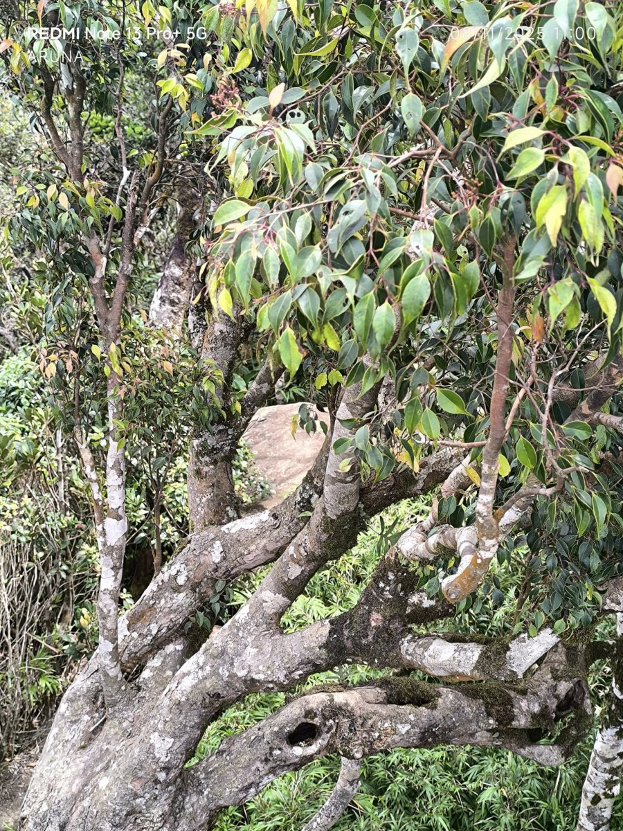 Syzygium micranthum Thwaites