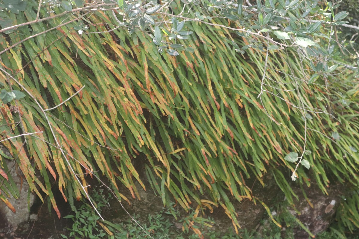 Oleandra musifolia  (Blume) C.Presl