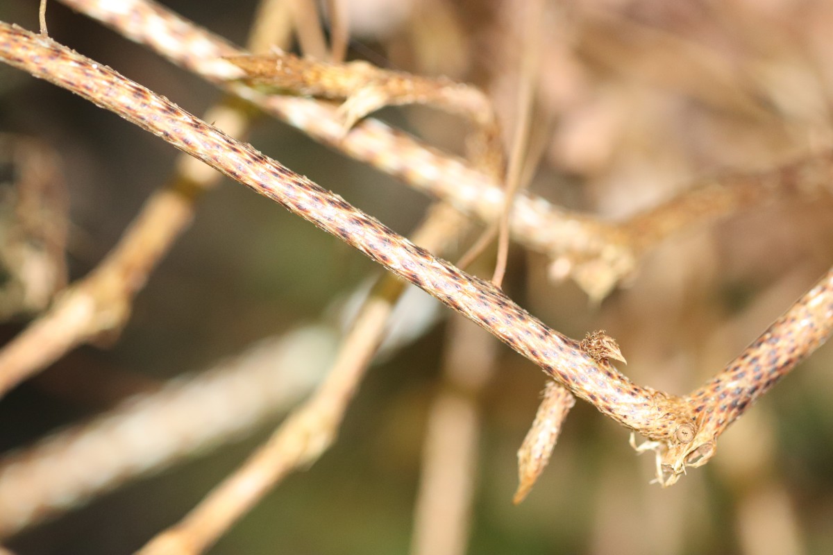 Oleandra musifolia  (Blume) C.Presl