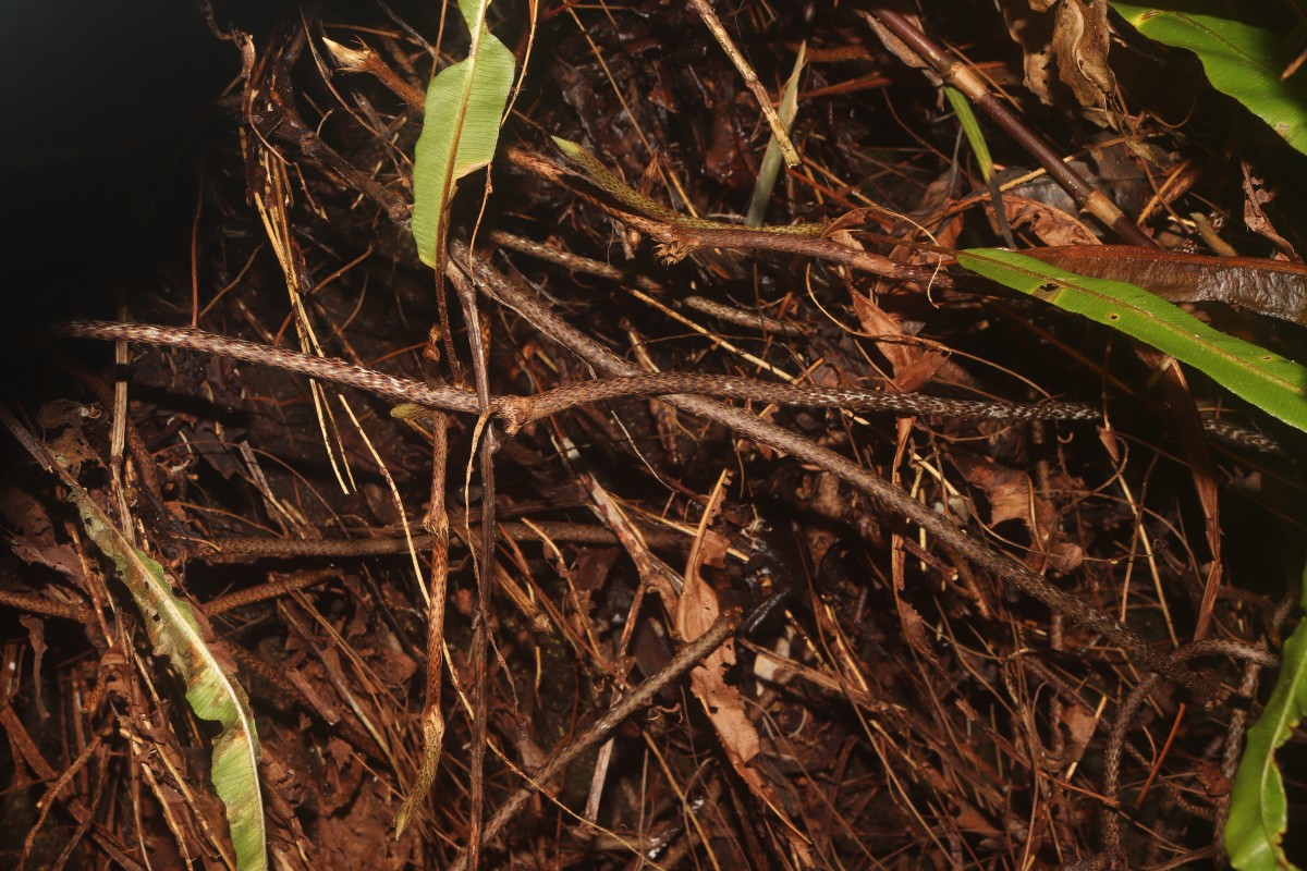 Oleandra musifolia  (Blume) C.Presl