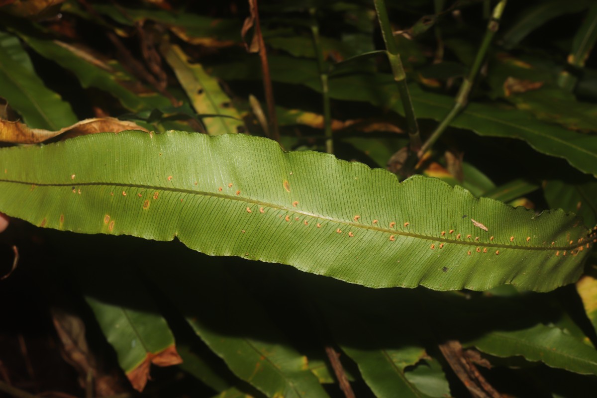 Oleandra musifolia  (Blume) C.Presl