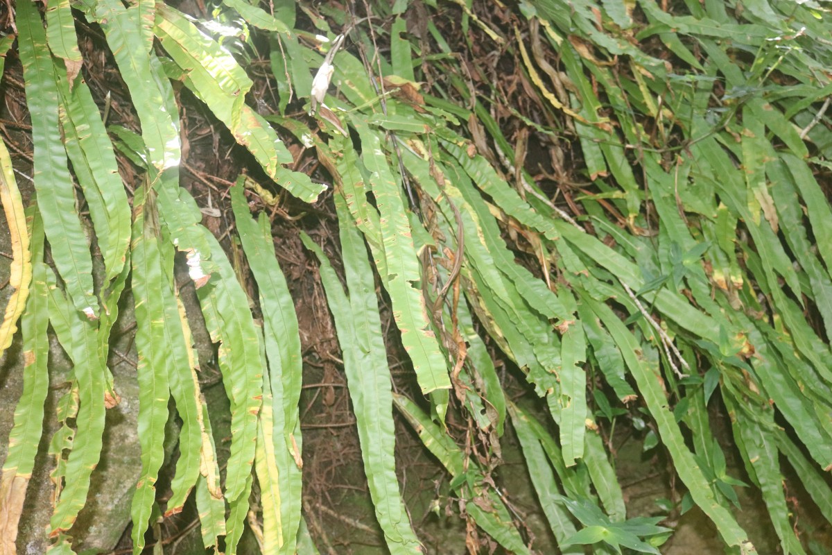 Oleandra musifolia  (Blume) C.Presl