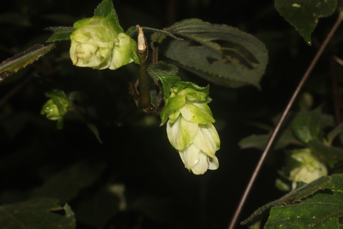 Strobilanthes calycina Nees