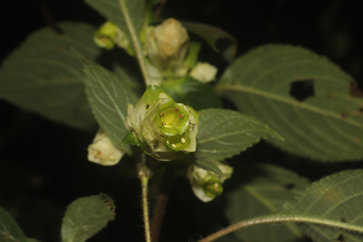 Strobilanthes calycina Nees