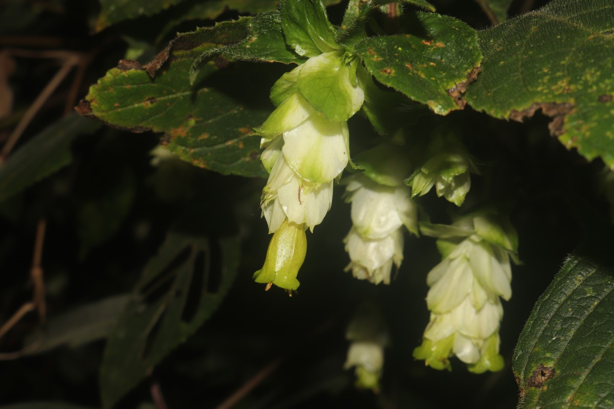 Strobilanthes calycina Nees