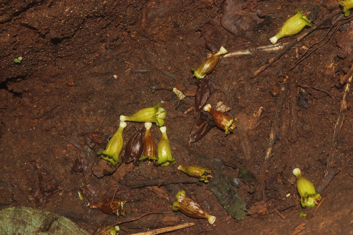 Strobilanthes calycina Nees