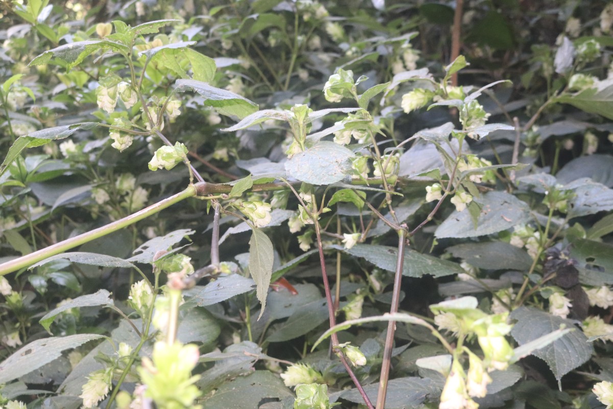 Strobilanthes calycina Nees
