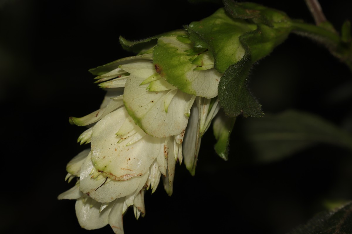 Strobilanthes calycina Nees