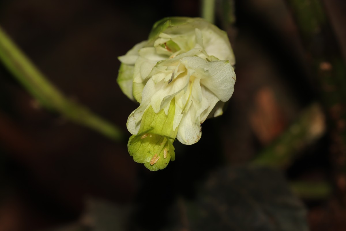 Strobilanthes calycina Nees