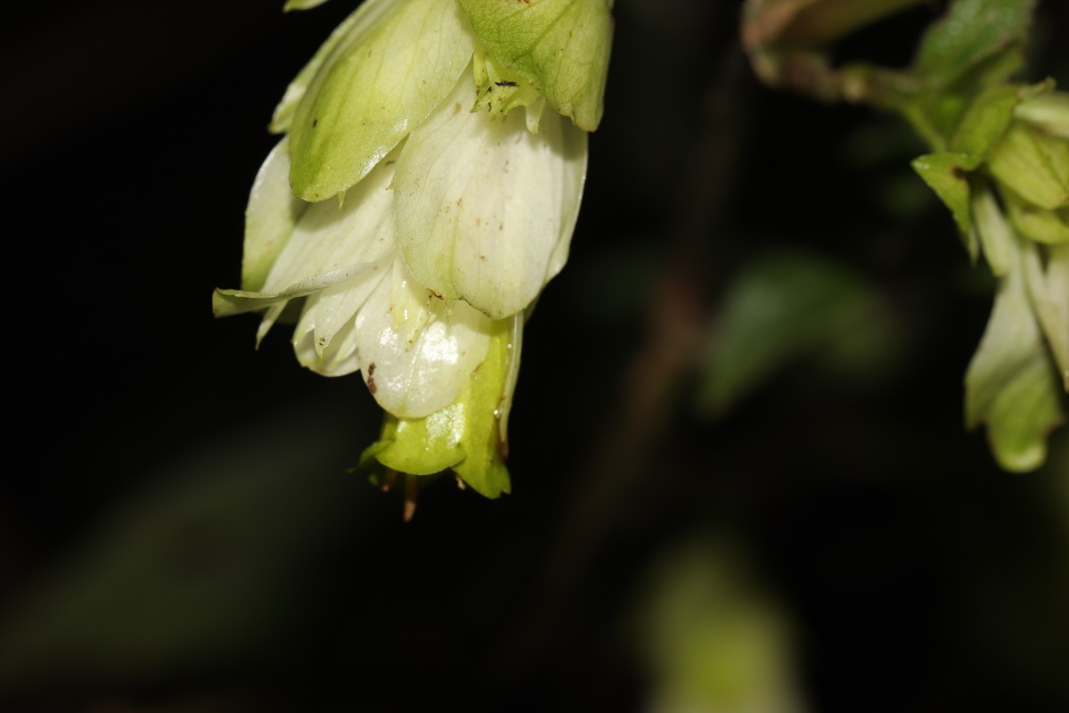 Strobilanthes calycina Nees