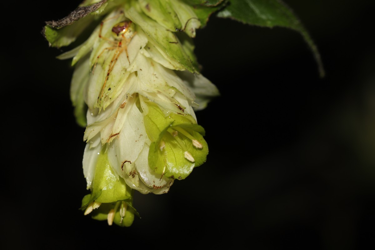 Strobilanthes calycina Nees